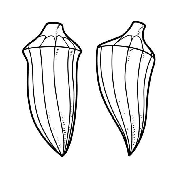 Dibujo Lineal Dos Okras Sobre Fondo Blanco — Vector de stock