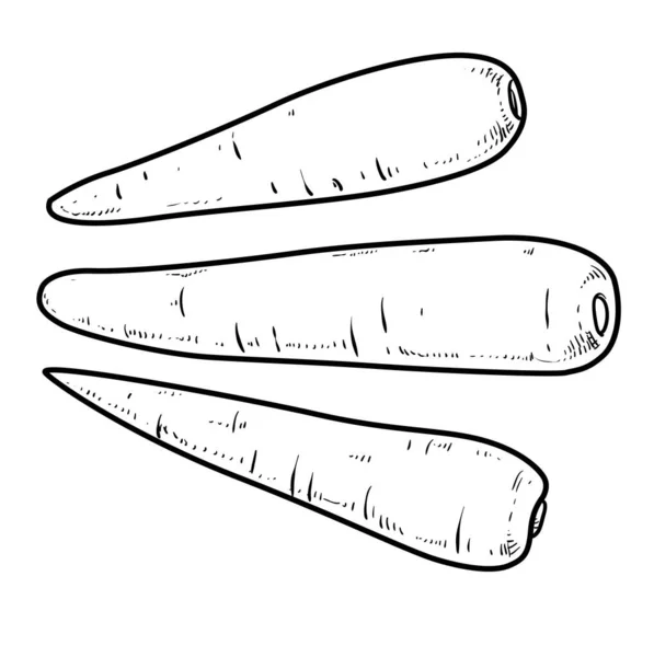 Морква Бульба Лінійний Малюнок Білому Тлі — стоковий вектор