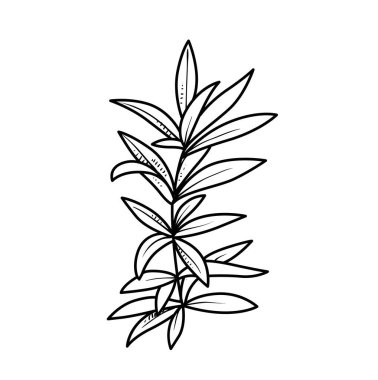 Beyaz arkaplanda izole edilmiş, uzun yapraklı, boyalı kitap doğrusal çizimine sahip algler