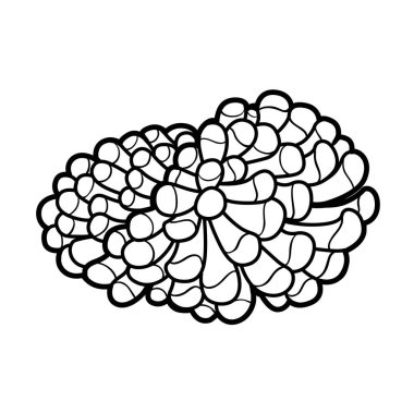 Beyaz arka planda izole edilmiş büyük bir şakayık boyama kitabı kolonisi.