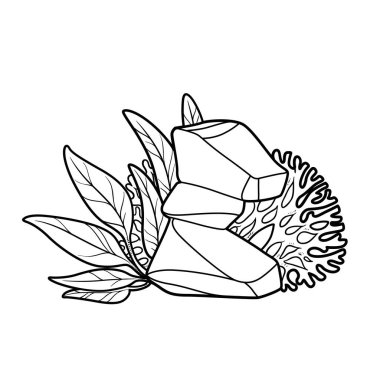 Mercanlar ve yosunlar kayaların üzerinde büyür. Boyama kitabı, doğrusal çizim, beyaz arka planda izole.