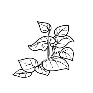 Kök boyama kitabındaki yosun beyaz arkaplanda izole edilmiş doğrusal çizim