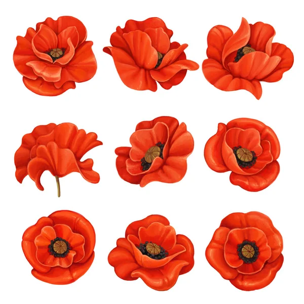 Nine Red Poppies Different Corners Isolated White Background — Photo