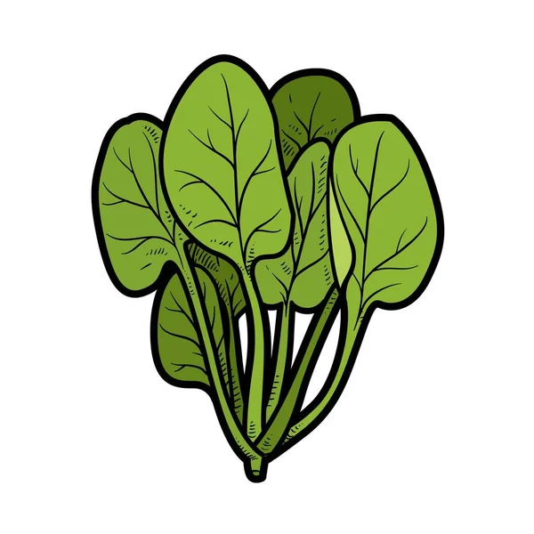 Spinach Bundle Color Variation Coloring Page Isolated White Background — 스톡 벡터