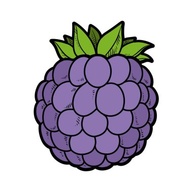 Beyazda izole edilmiş renk sayfası için Blackberry renk varyasyonu