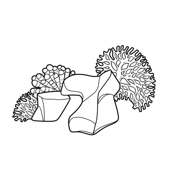 Corales Anémonas Crecen Dibujo Lineal Libro Colorear Piedra Figurada Aislado — Vector de stock