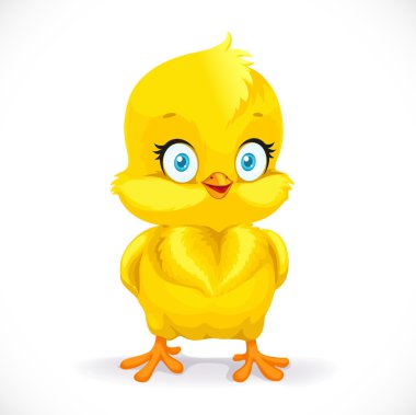 Güzel beyaz bir arka plan üzerinde küçük sarı tavuk izole