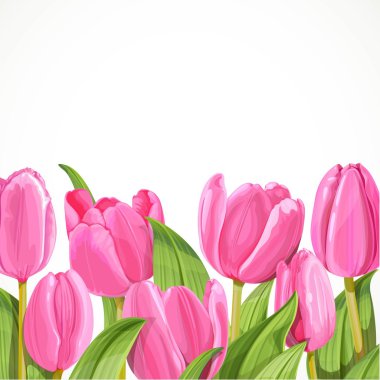 Beyaz arkaplanda pembe lale