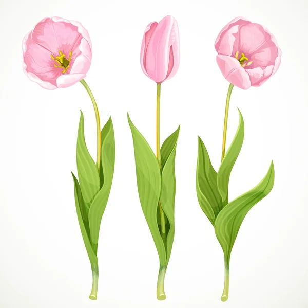 Tres vectores tulipanes rosa aislados sobre fondo blanco — Vector de stock
