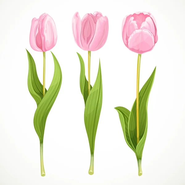 Trzy wektor różowe kwiaty tulipany pojedyncze na białym tle — Wektor stockowy