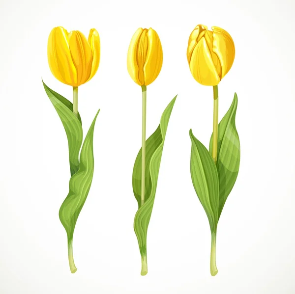 Tres vectores tulipanes amarillos aislados sobre fondo blanco — Vector de stock