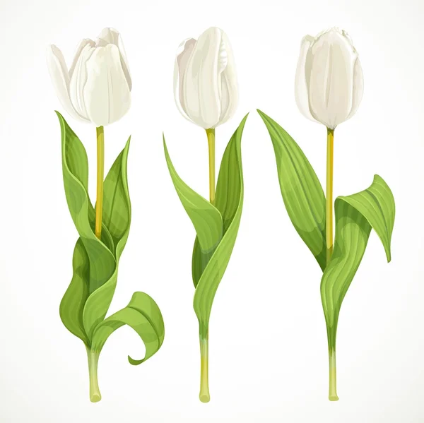 Three vector white tulips isolated on a white background — Stock Vector