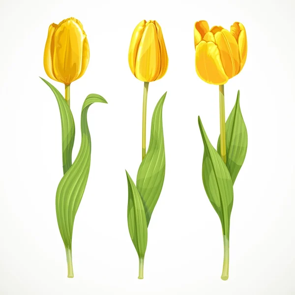 Amarillo tres vectores flores tulipanes aislados en un fondo blanco — Vector de stock