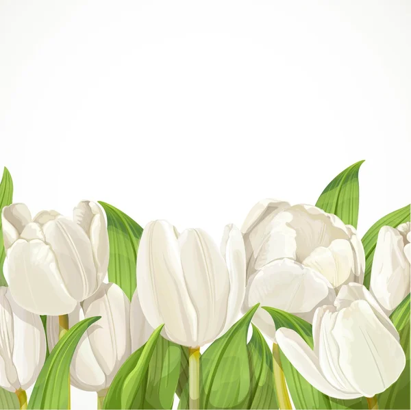 Tulipes blanches sur fond blanc — Image vectorielle