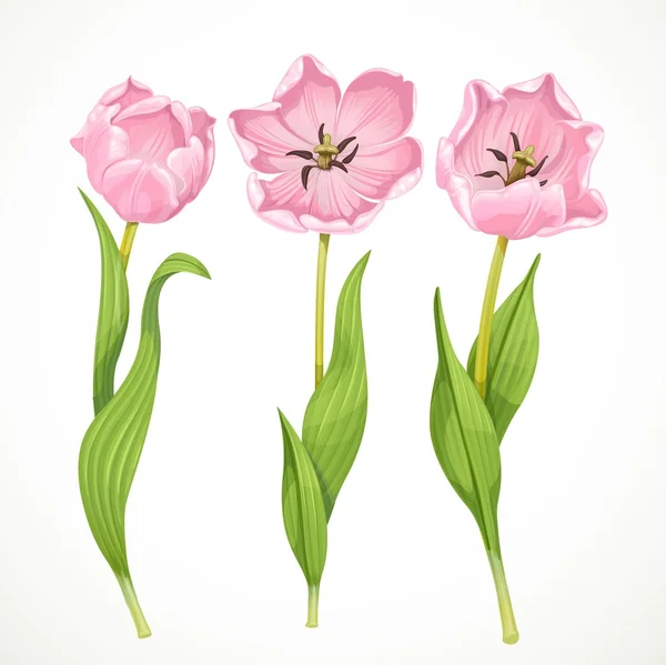 Pink tulips isolated on a white background — Stock Vector