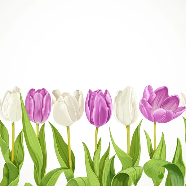 Vecteur de fond sans couture de tulipes fleurs blanches et violettes — Image vectorielle