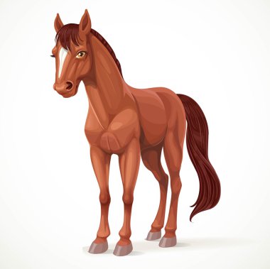 Beautiful brown horse with a star on his forehead isolated on white background