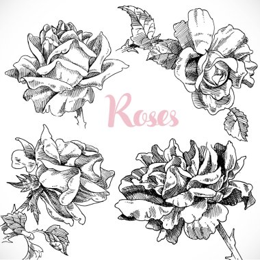 Siyah ve beyaz güller çiçek bir dizi çizim