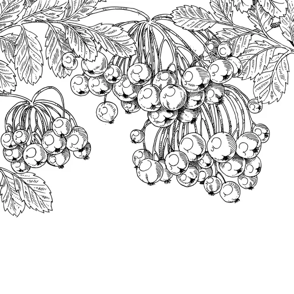 Graphique d'encre noire dessin automne des grappes de Rowan sur backg blanc — Image vectorielle