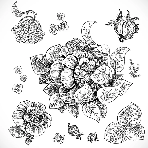 Black and white drawing fantasy flowers and leaves graphic eleme