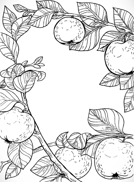 Disegno in bianco e nero di rami con mele e foglie — Vettoriale Stock