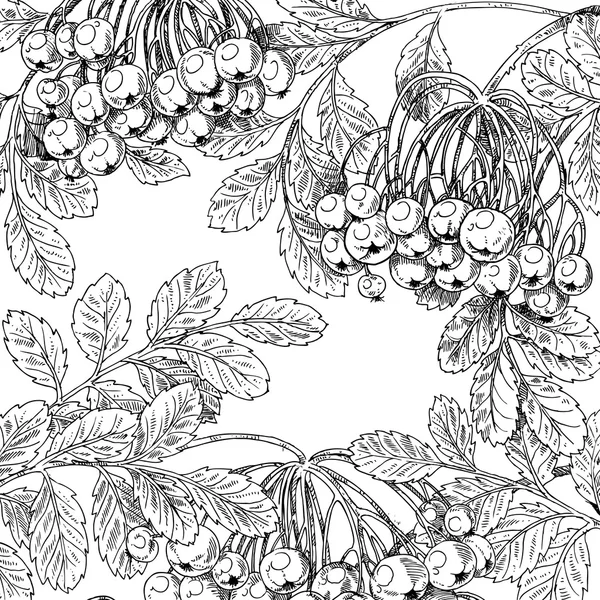 Blanco y negro gráfico dibujo otoño Ramos de rowan — Archivo Imágenes Vectoriales