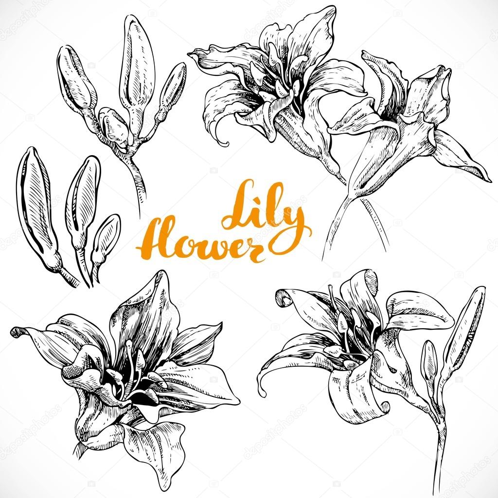 Drawing lily flowers and buds ink on white paper set 1