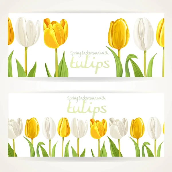 Yellow and white tulips on two horizontal banners on a white — Stock Vector