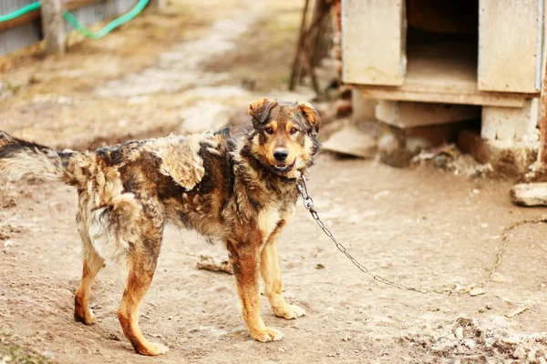 Hund porträtt. — Stockfoto