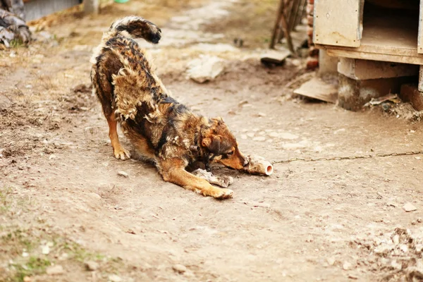 The dog portrait. — Stock Photo, Image