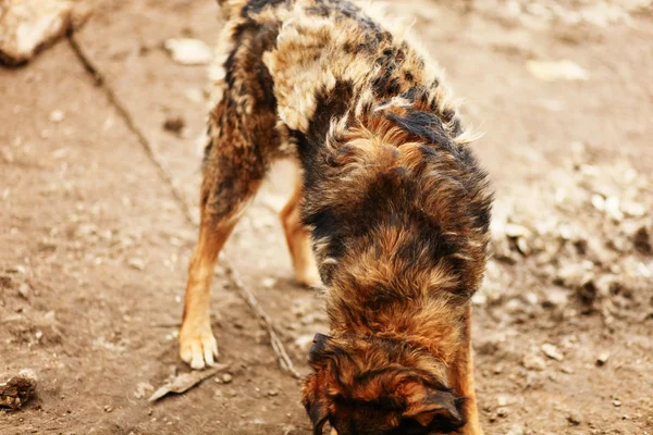 O retrato do cão . — Fotografia de Stock