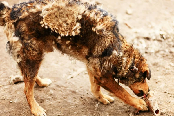 O retrato do cão . Imagens De Bancos De Imagens Sem Royalties