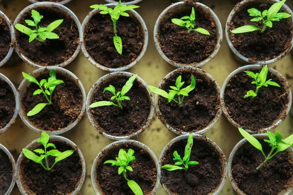 Primeros planos de las plántulas . — Foto de Stock