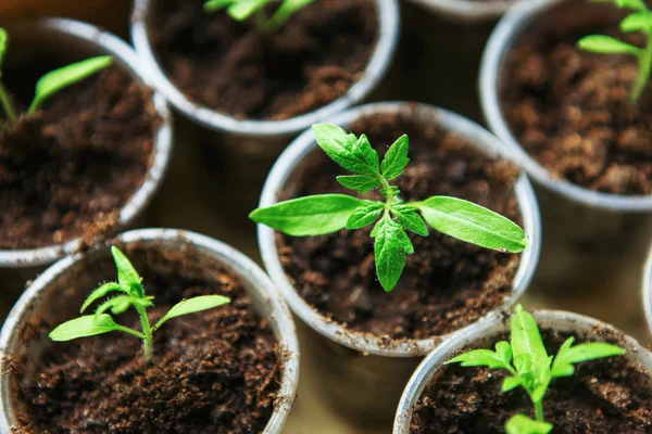 Primeros planos de las plántulas . — Foto de Stock