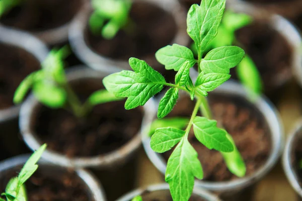 The seedlings closeup. — Stock Photo, Image