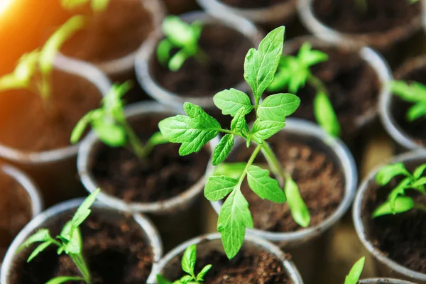 Primeros planos de las plántulas . — Foto de Stock