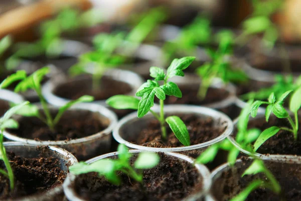 The seedlings closeup. — Stock Photo, Image