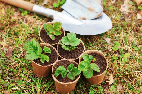 Planta de primer plano . — Foto de Stock