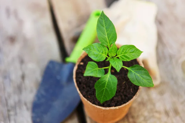 Planta de primer plano . —  Fotos de Stock