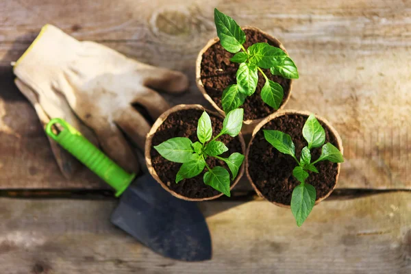 Planta de primer plano . — Foto de Stock