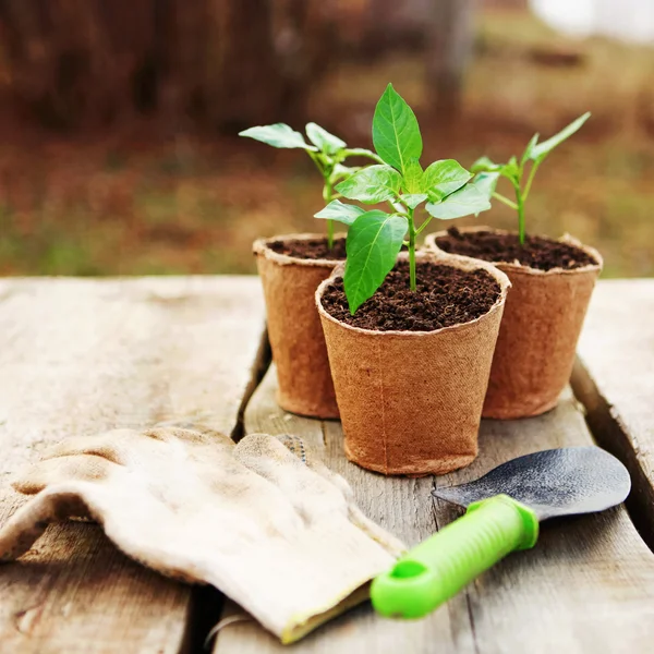 Planta de primer plano . — Foto de Stock