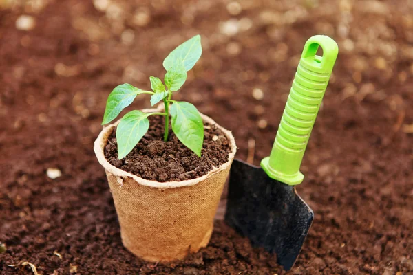 Planta de primer plano . — Foto de Stock