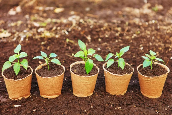 Planta de primer plano . — Foto de Stock