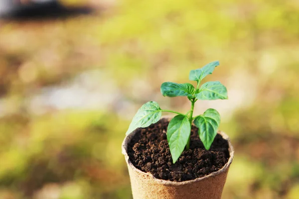 Plant close-up. — Stockfoto