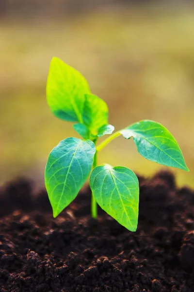 Planta de primer plano . — Foto de Stock