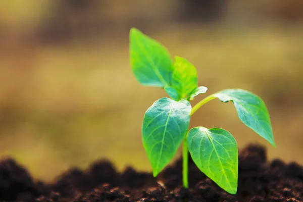 Planta de primer plano . —  Fotos de Stock