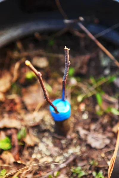 Plant close up. — Stock Photo, Image