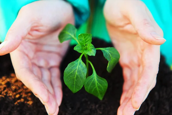 Planta de primer plano . — Foto de Stock