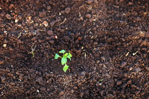 Planta Fechar . — Fotografia de Stock