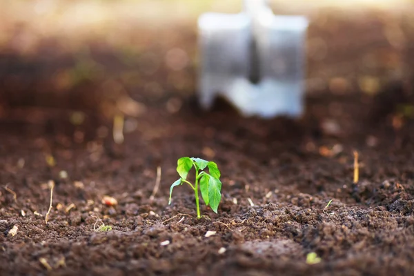 Planta de primer plano . — Foto de Stock